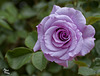 355/366: Luscious Lilac Rose
