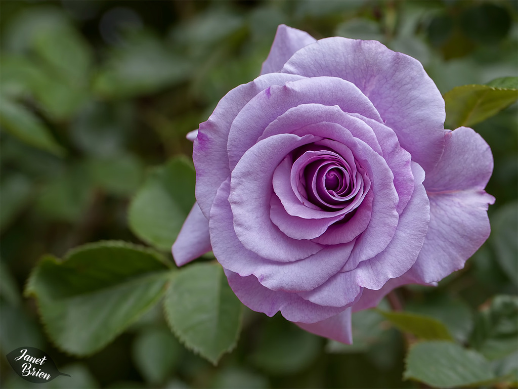 355/366: Luscious Lilac Rose