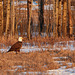 02 Bald Eagle in late afternoon sun