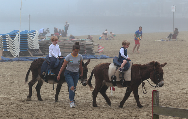 Coastal stallions rampaging across the beach