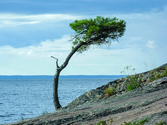 Lake Nipissing - Granite vegetation (PiP)
