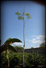Ceiba speciosa  (1)