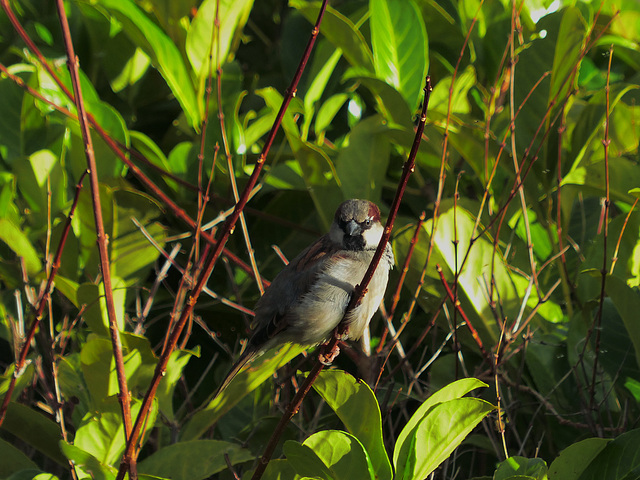 Sparrow Sparrow