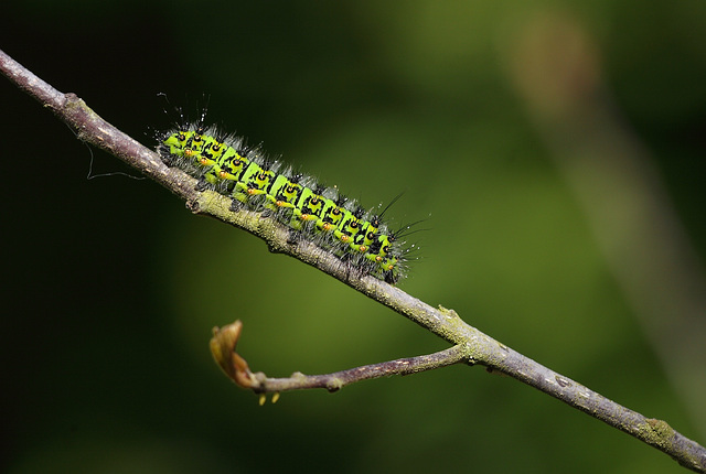Emperor Moth (Saturnia pavonia) caterpillar