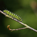 Emperor Moth (Saturnia pavonia) caterpillar