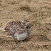Female (?) Sharp-tailed Grouse