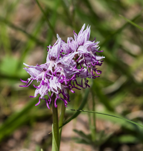 orchidée, mais laquelle - Drôme provençale