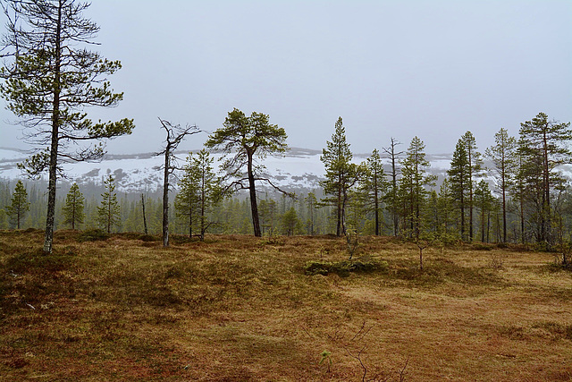 Fulufjället Nationalpark Schweden