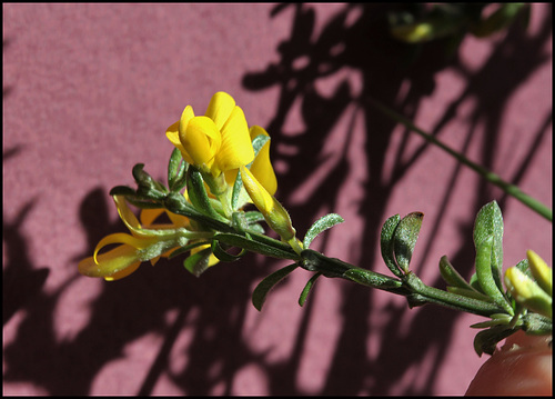 Genista pilosa (6) Genista pilosa (6)