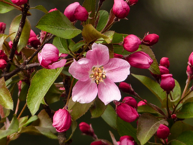 Blossom - pretty in pink