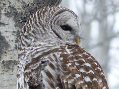 01 Barred Owl