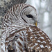 01 Barred Owl