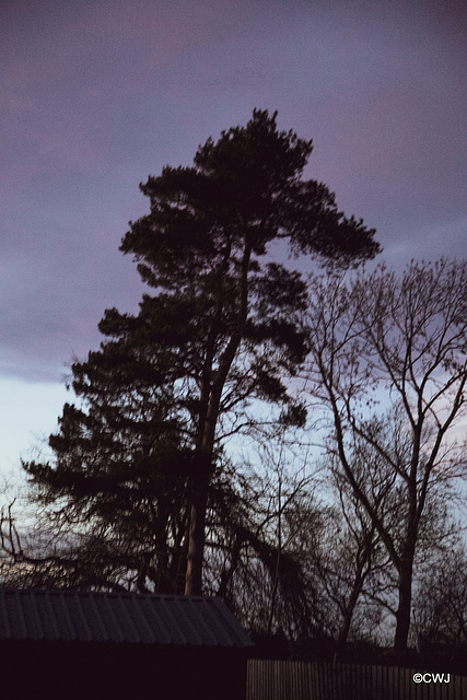 The old Scots Pine at dusk