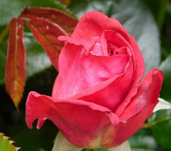Une rose de l'été dernier...pour Lucette !