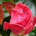 Une rose de l'été dernier...pour Lucette !