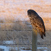 Great Gray Owl in early morning light