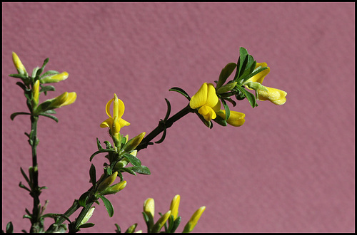 Genista pilosa (7) Genista pilosa (7)