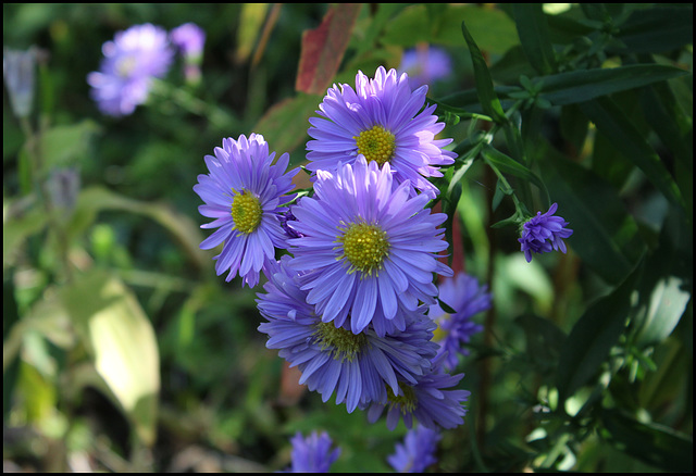 Aster  (2)