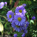 Aster  (2)