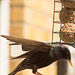 Starling feed