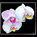White and/or pink Orchids... ? ©UdoSm
