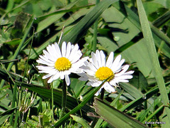 Daisies in the Grass