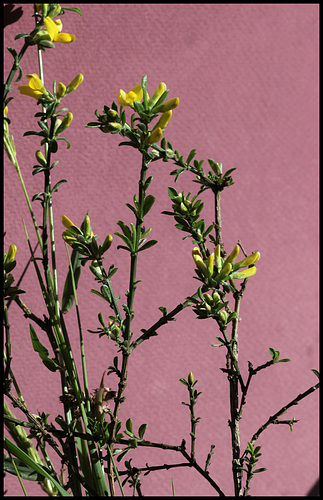 Genista pilosa (8) Genista pilosa (8)