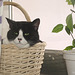 Basking in her basket (2009)