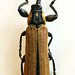 Rhinotia haemoptera, PL0068