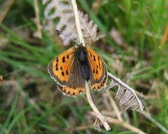Small Copper Butterfly - Lycaena phlaeas