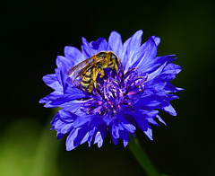 Biene in Kornblume (2 PiPs)