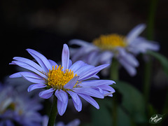 241/366: Lovely Blue Asters