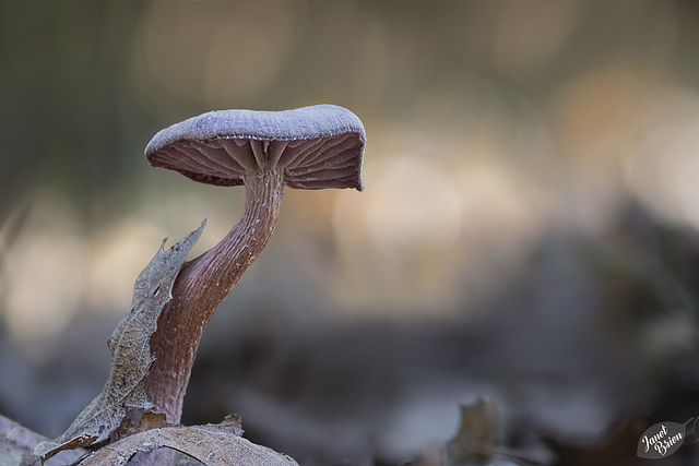 Joseph Stewart State Park, Set 6: Brave Mushroom and Visions of Fall (+10 insets!)