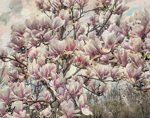 Magnolias for ever (1PiP)