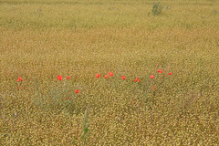 Poppies in the Flax field Bishopstone 3 8 2019