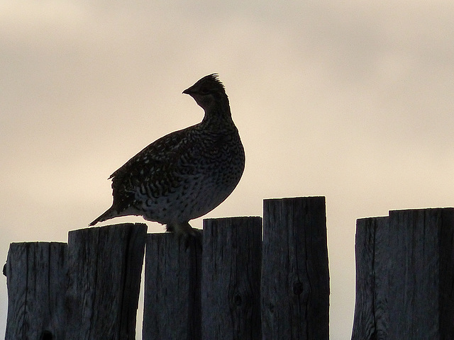 Sharp-tailed Grouse silhouette