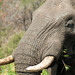 South Africa Kruger Park IGP6567