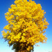 Yellow autumnal leaves