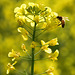 Biene auf einer Rapsblüte