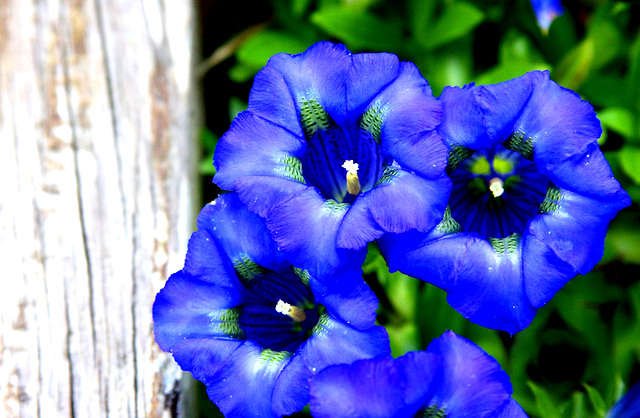 1 (72)...austria blue flower power