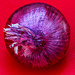 293/365 red onion