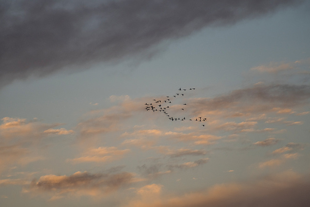 A flock of birds at Bosque del Apache