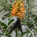 Platanthera ciliaris (Yellow Fringed orchid) pollinated by Battus philenor (Pipevine Swallowtail butterfly)