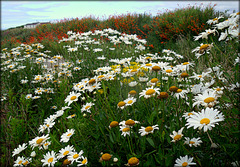 Shasta daisies and montbretia at St Agnes Head