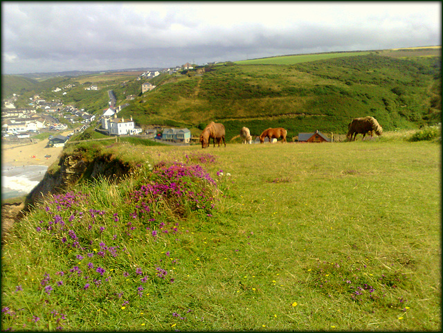 Shetland ponies on Treaga Hill, Portreath - for Pam.