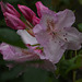 mon rhododendron
