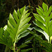 Breadfruit leaves / Artocarpus altilis, Trinidad, Day 5