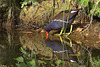 Miroir poule d'eau