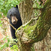 ours dans arbre