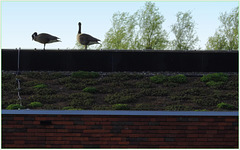 Ever seen Canadian Roof Geese?(Hww)